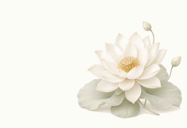 白い蓮の花